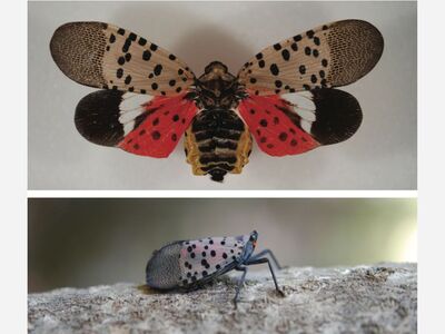 ¡ALERTA DE PLAGAS! MOSCA LINTERNA CON MANCHAS ¡SI LA VES, PISOTEALA!