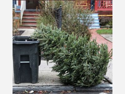 RECOLECCIÓN DE ÁRBOLES DE NAVIDAD