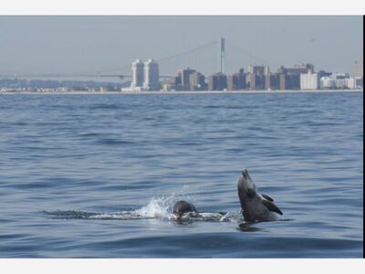 AVISTAMIENTO DE DELFINES NARIZ DE BOTELLA EN AGUAS DE NUEVA YORK Y NUEVA JERSEY